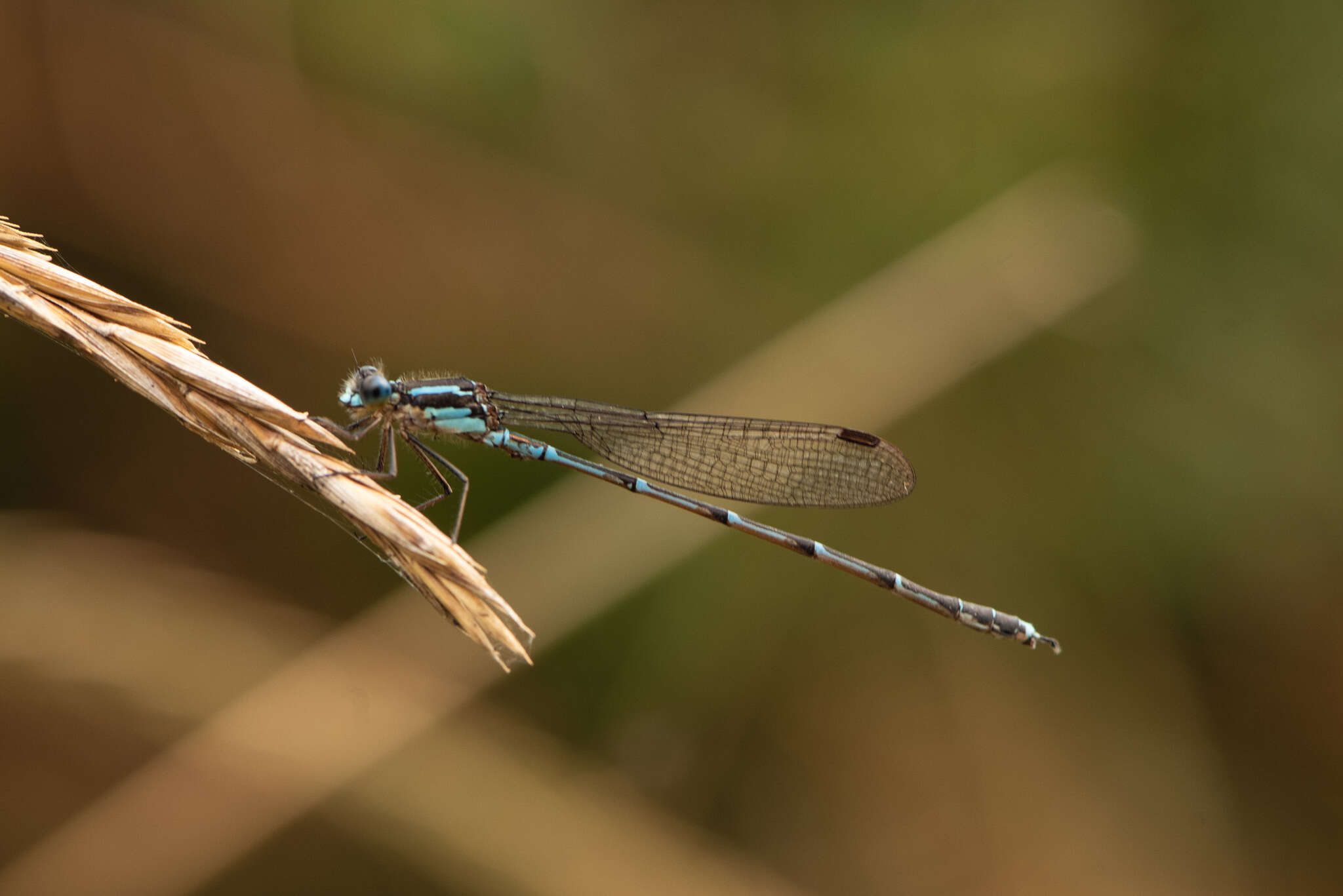 Sivun Austrolestes colensonis (White ex White & Gardiner Butler 1846) kuva