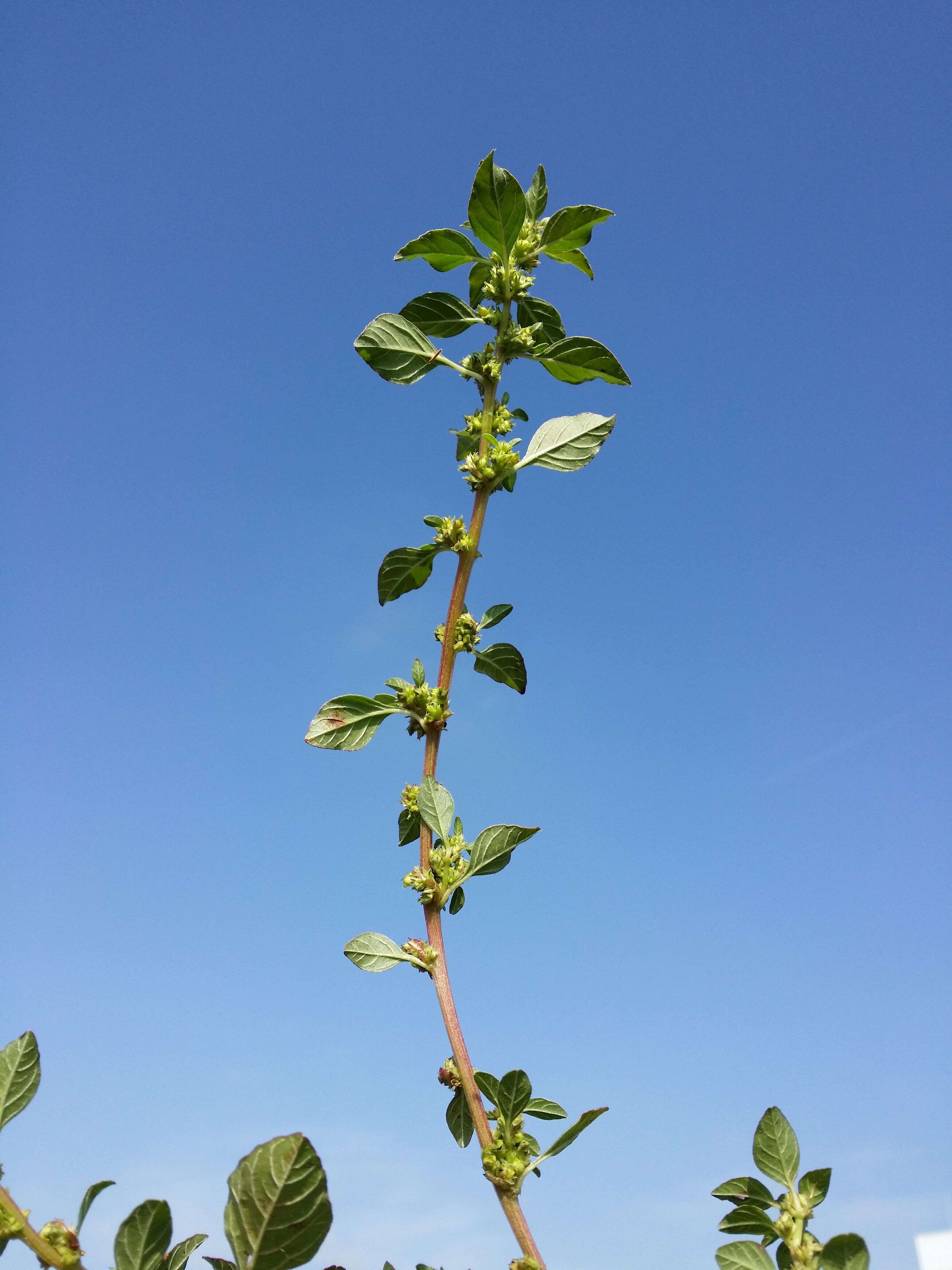 Image of Mediterranean Amaranth