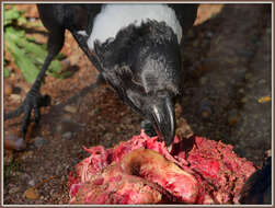 Image of White-necked Raven