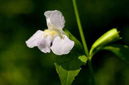 Plancia ëd Mimulus alatus Soland.