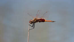 Image of Common Glider