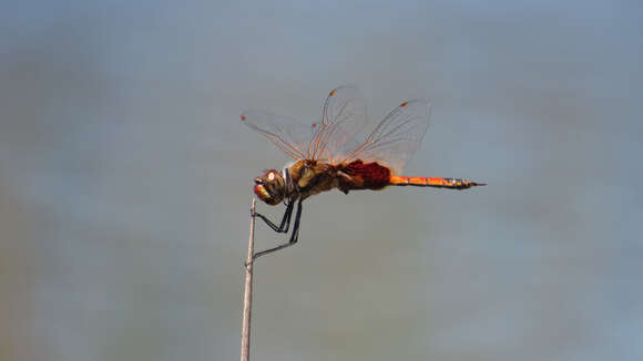 Image of Common Glider