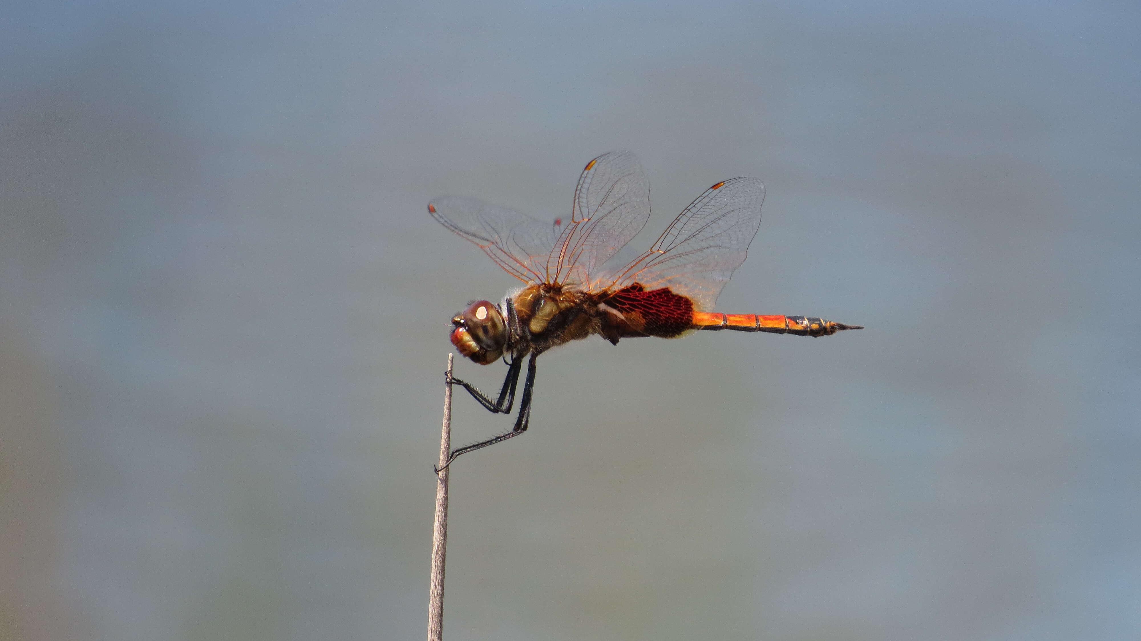 Image of Common Glider