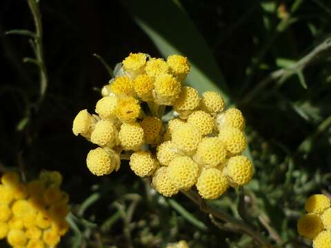 Image of yellow amaranth