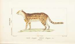 Image of Margay