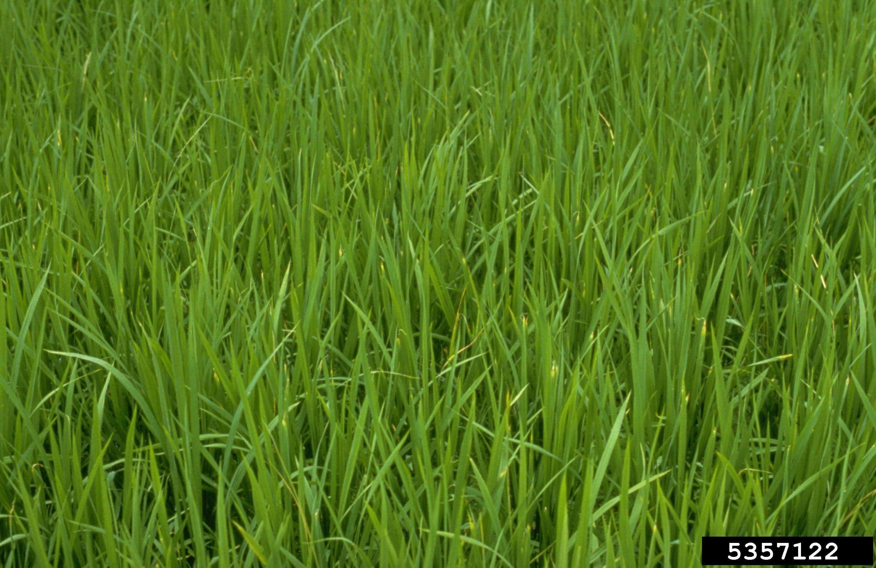 Image of rice