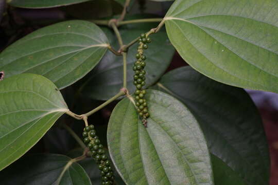 Image of black pepper