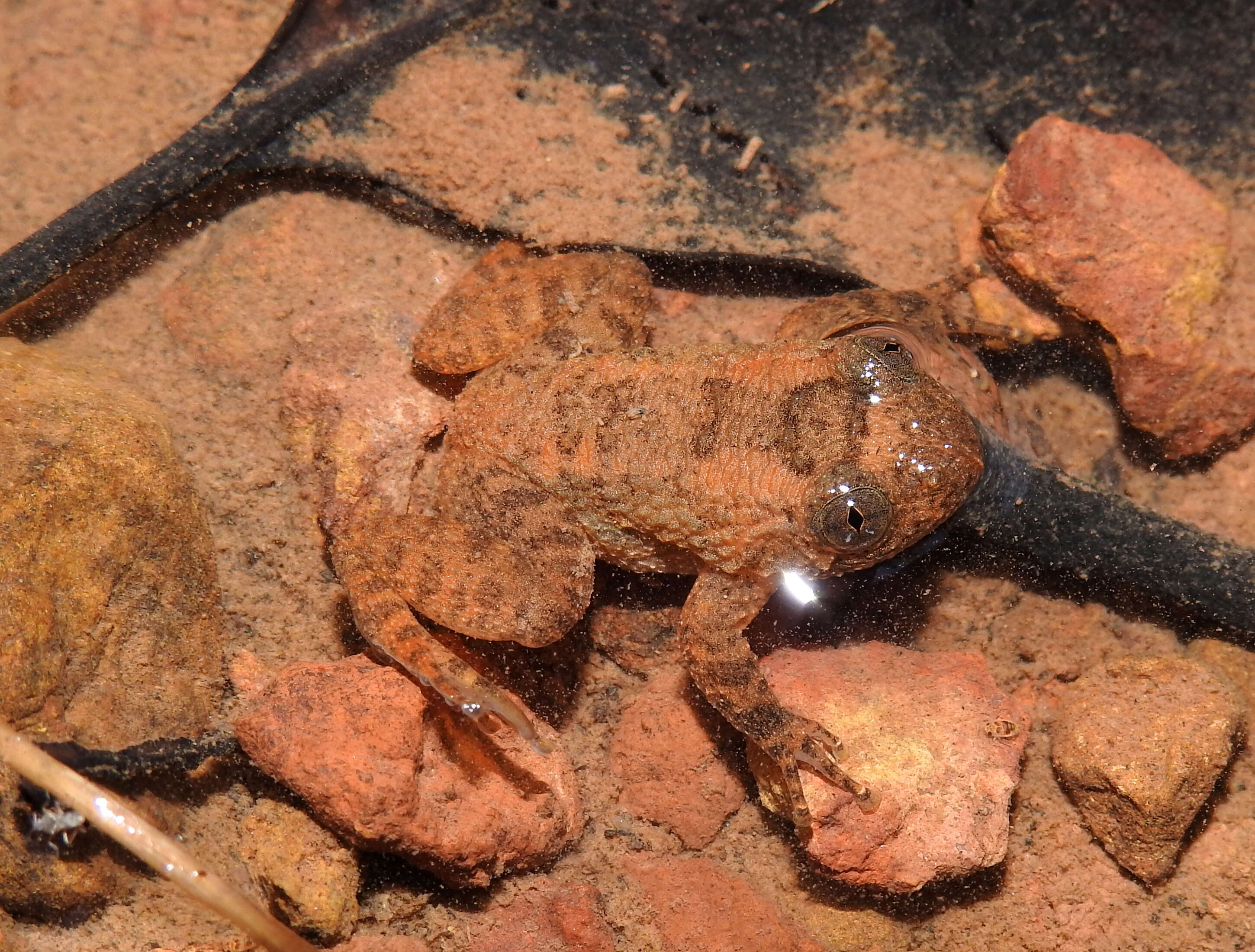 Image of Castle Rock Wrinkled Frog