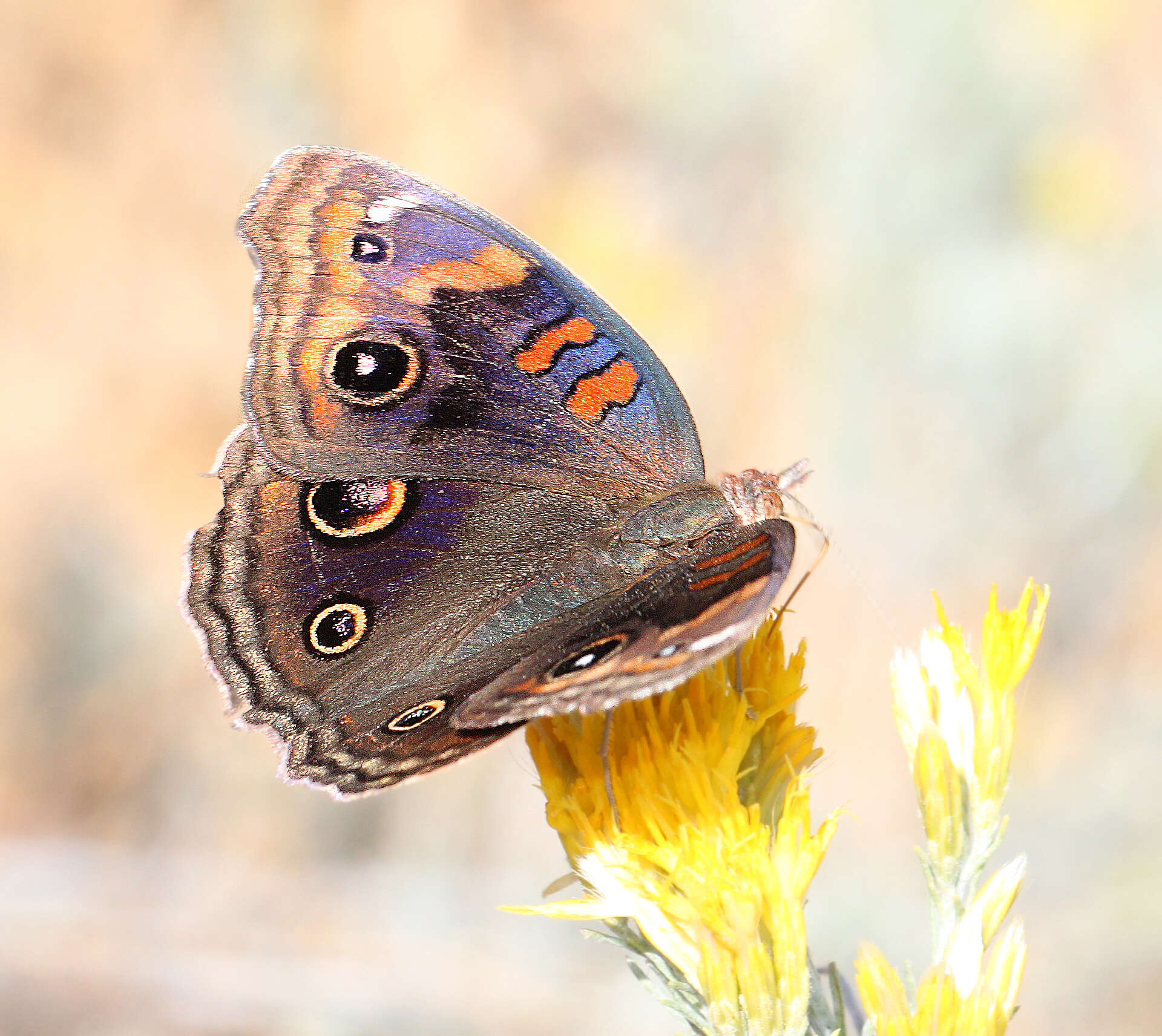 Image of Junonia nigrosuffusa Barnes & McDunnough 1916