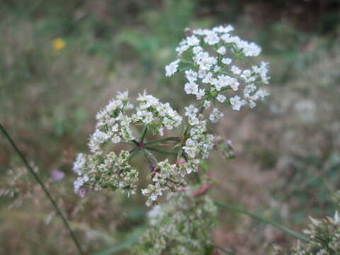 Image of Japanese hedge-parsley