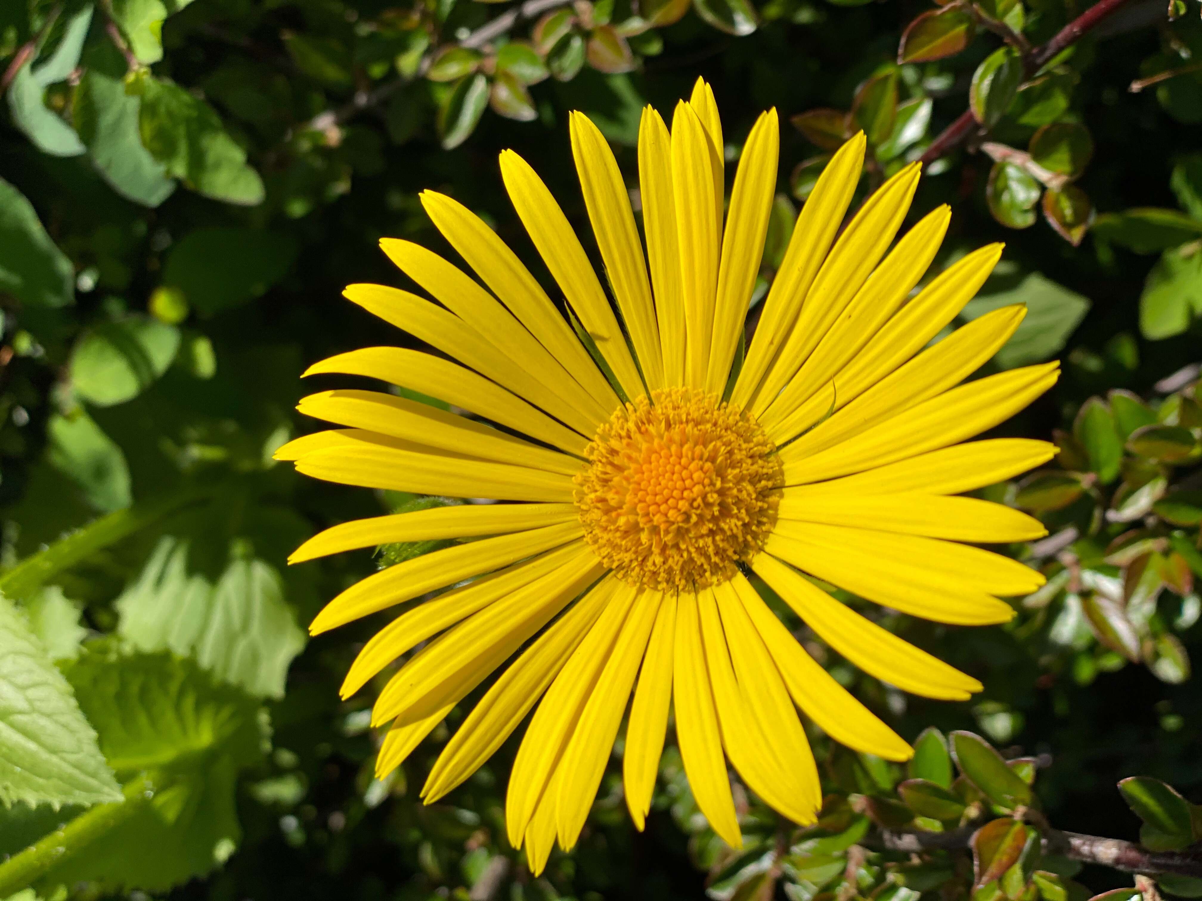 Imagem de Doronicum pardalianches L.