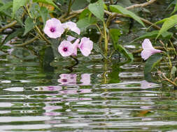 Слика од Ipomoea carnea Jacq.