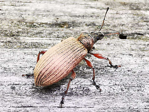 Image of Phyllobius (Dieletus) argentatus Linnaeus 1758