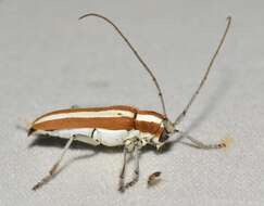 Image of Round-headed Apple Tree Borer