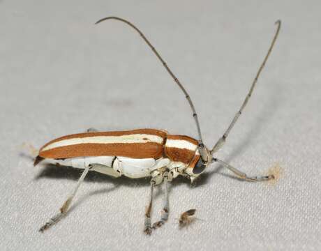 Image of Round-headed Apple Tree Borer