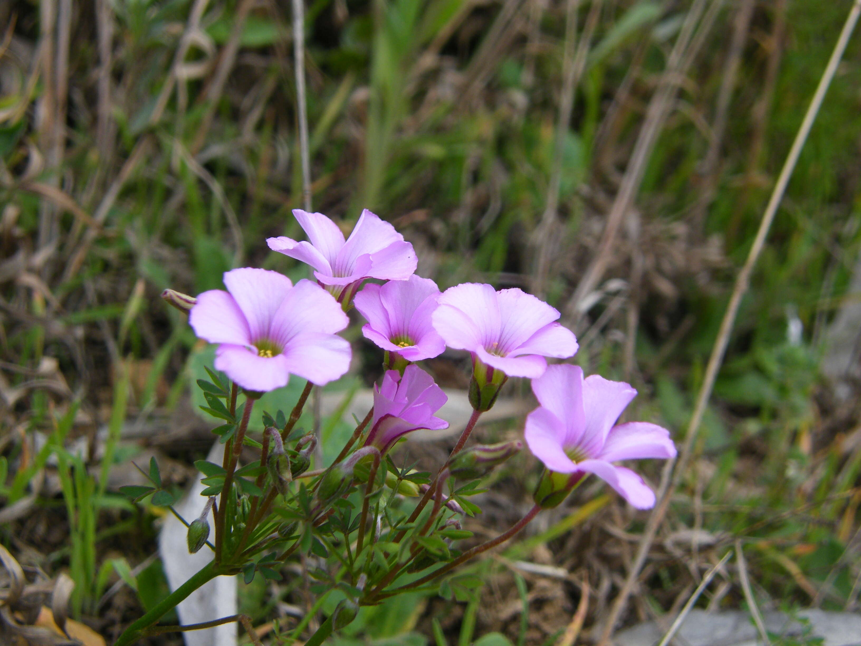 Sivun Oxalis bifida Thunb. kuva