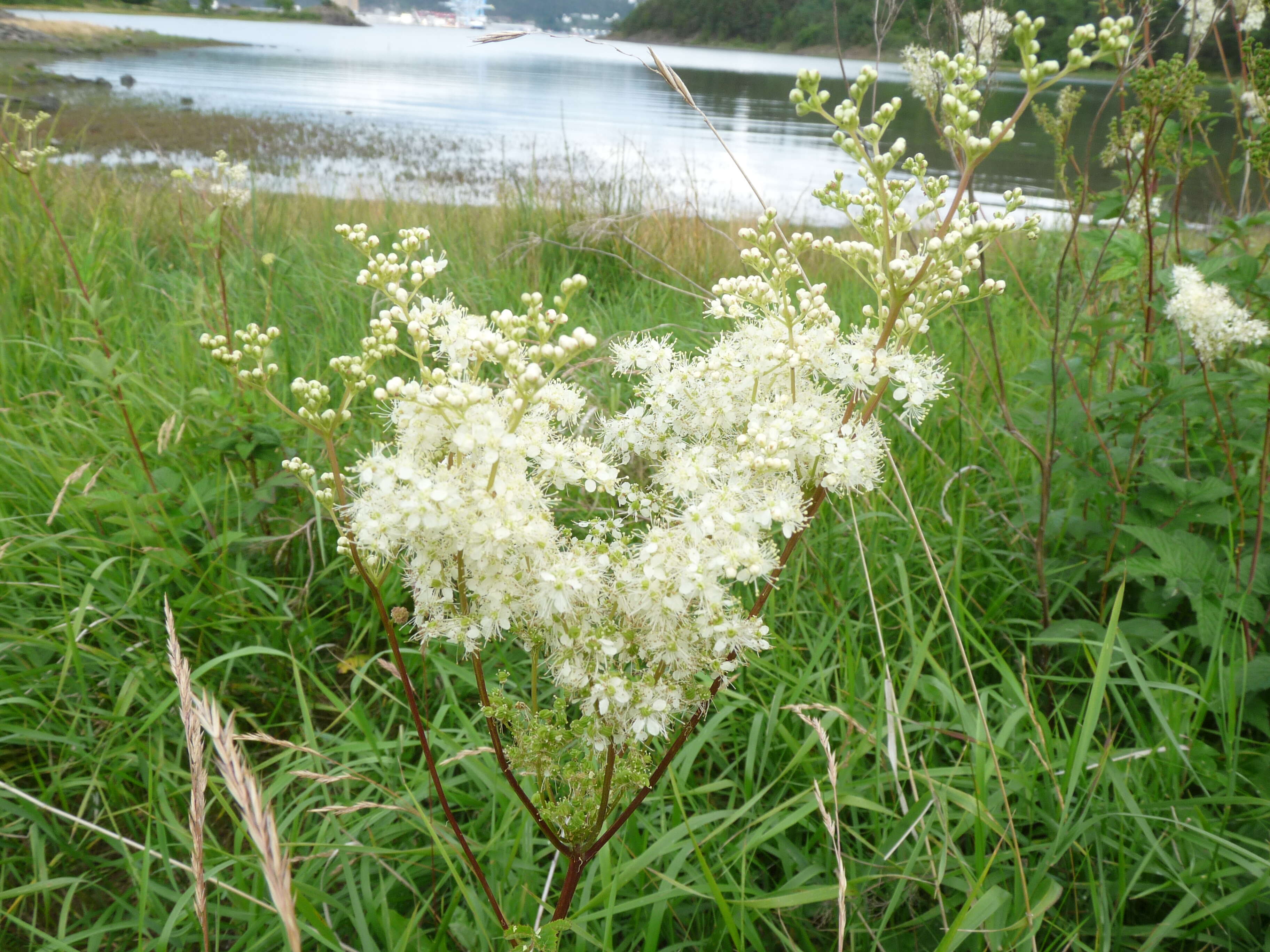 Image of Meadowsweet