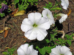 Image of petunia