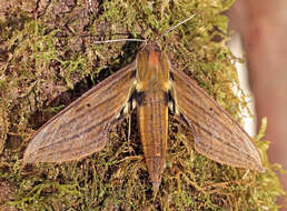 Image of Xylophanes crotonis (Walker 1856)