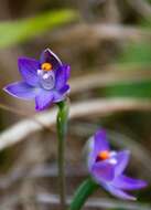 Image of Slender sun orchid