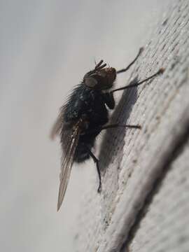 Image of Blue blowfly