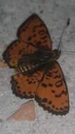 Image of Red-Band Fritillary