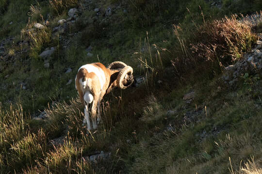 Image of Ovis orientalis musimon