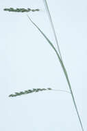 Image of graceful sedge