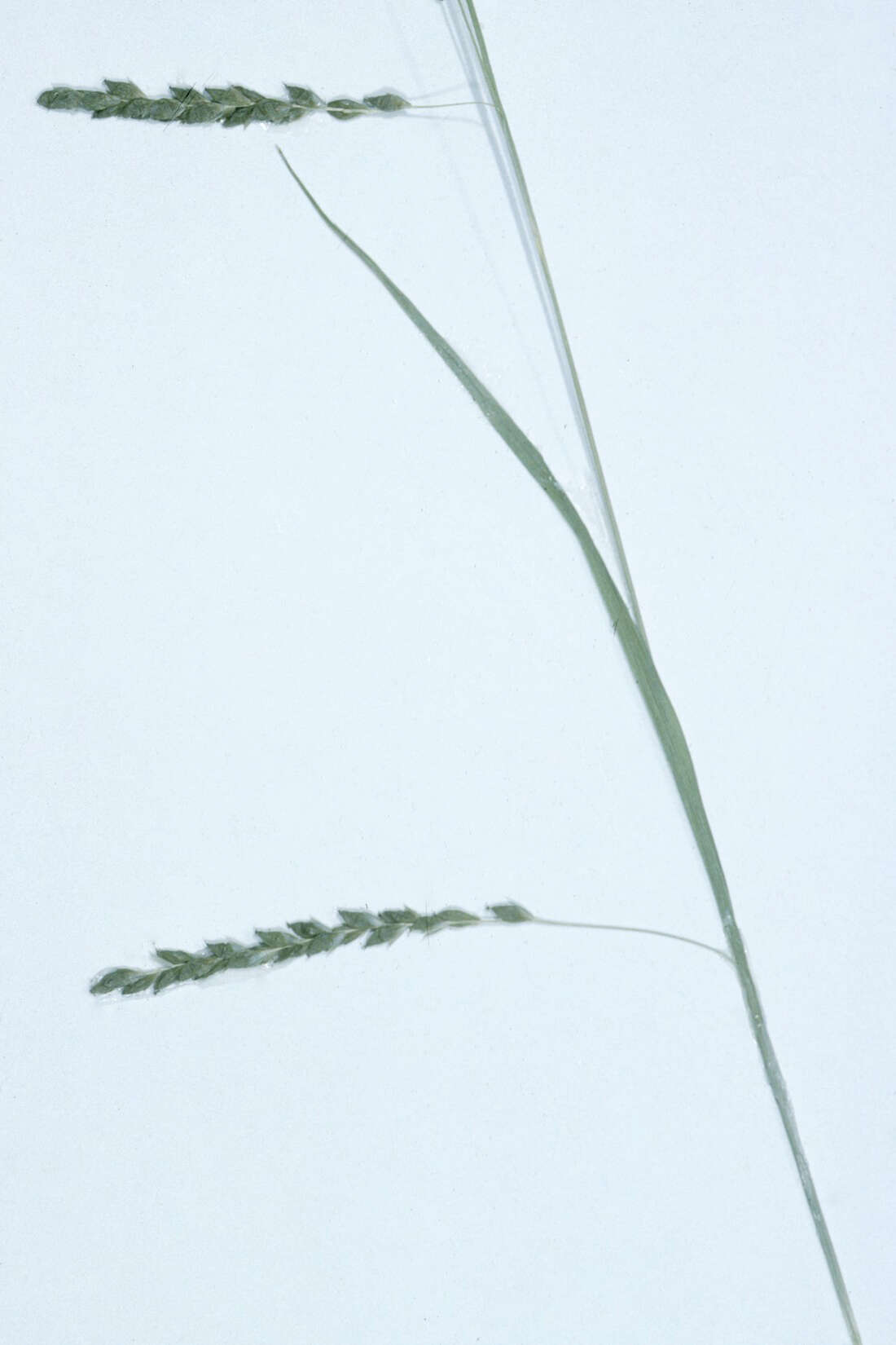 Image of graceful sedge