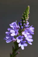 Image of swamp verbena