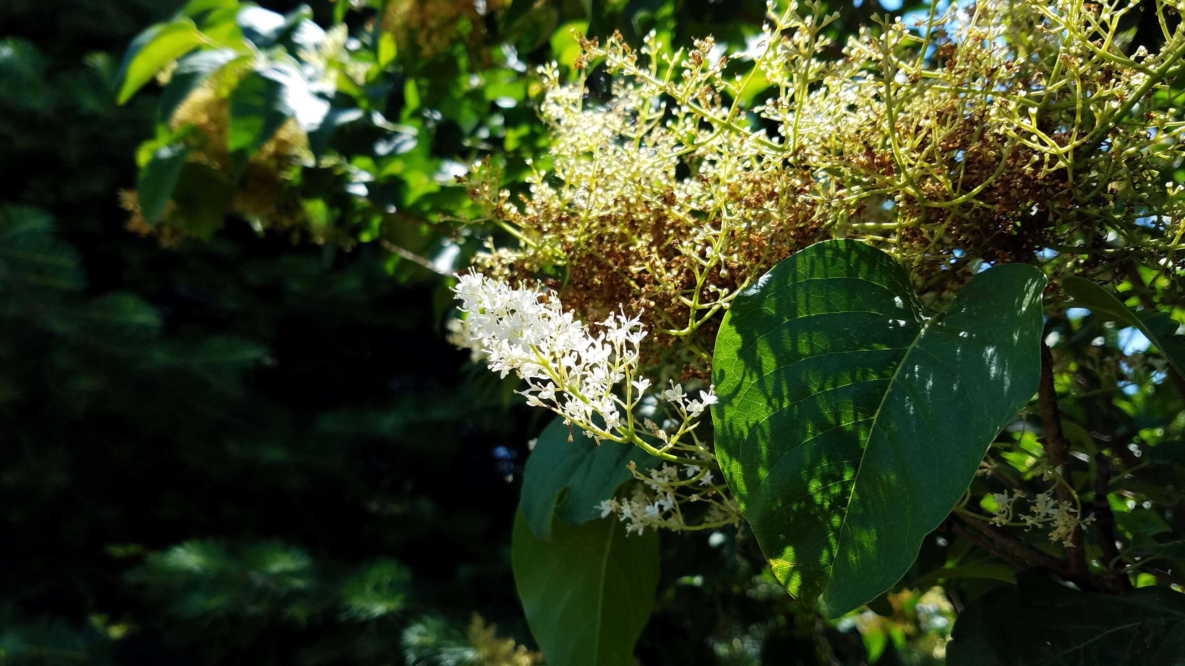 Image of Japanese Tree Lilac