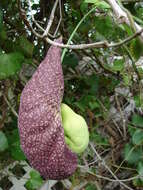 صورة Aristolochia elegans Mast.