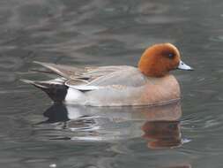 Image of Eurasian Wigeon