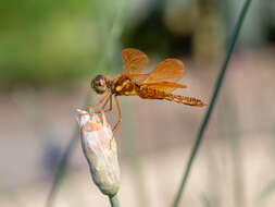 Image of Eastern Amberwing