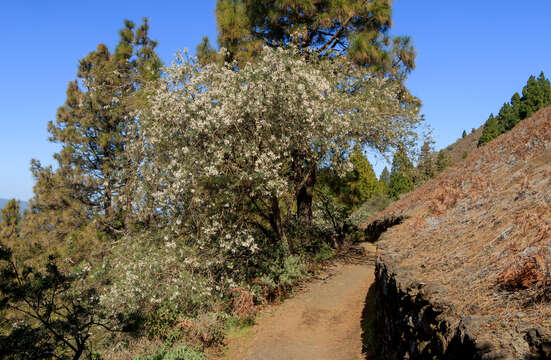 Image de Cytisus proliferus L. fil.