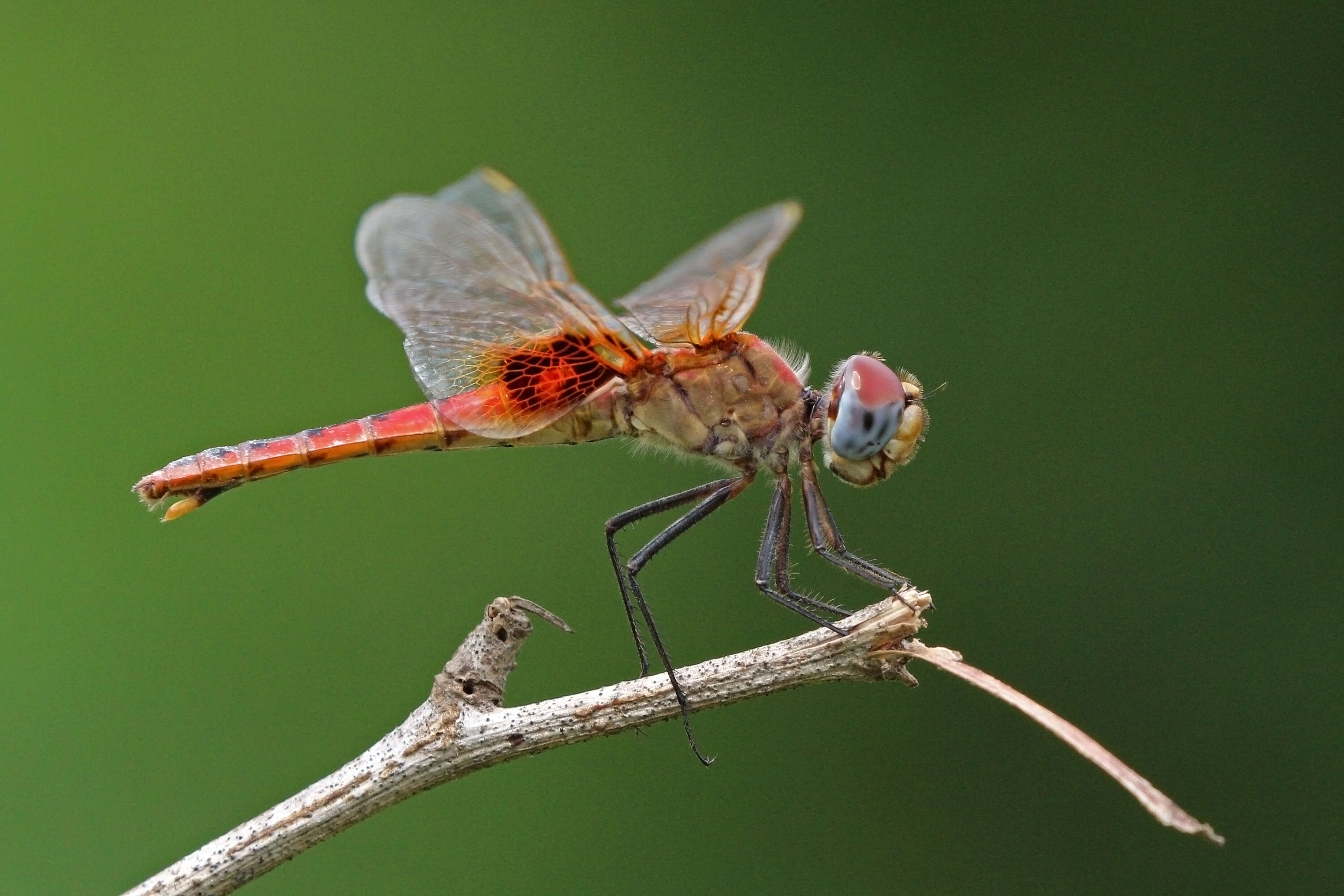 Tramea basilaris (Palisot de Beauvois 1817) resmi