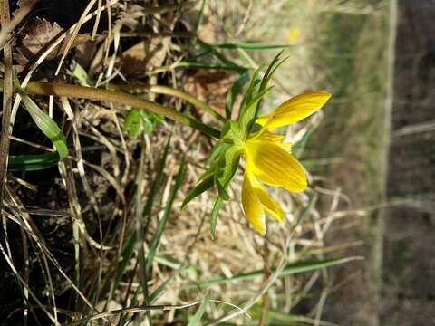 Image of eranthis