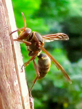 Image of Polistes snelleni de Saussure 1862