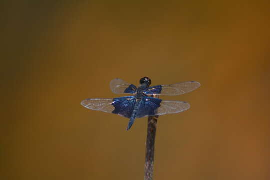 Image of Rhyothemis triangularis Kirby 1889