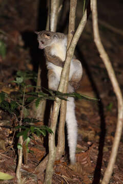 Image of Garnett's Greater Galago