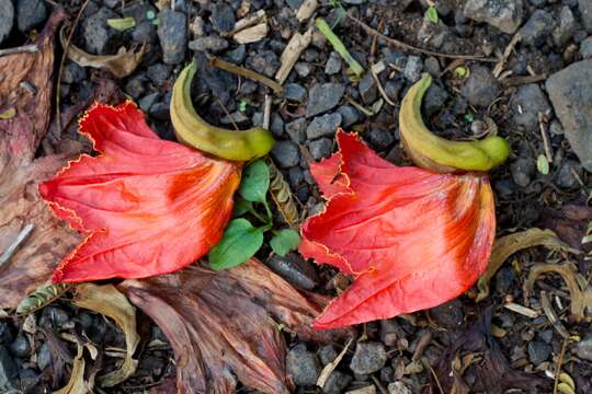 Image of African tulip tree