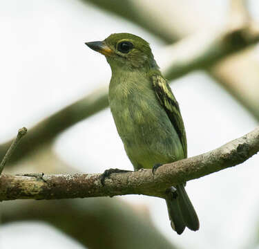 Image of African Green Tinkerbird