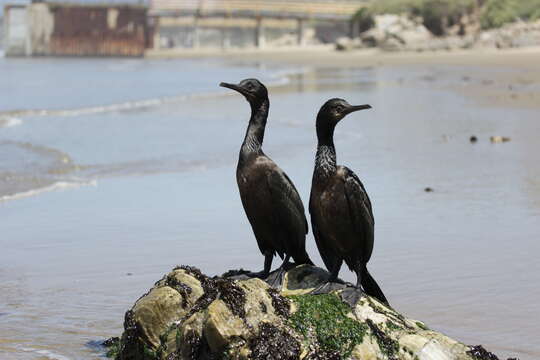 Image of Brandt's Cormorant