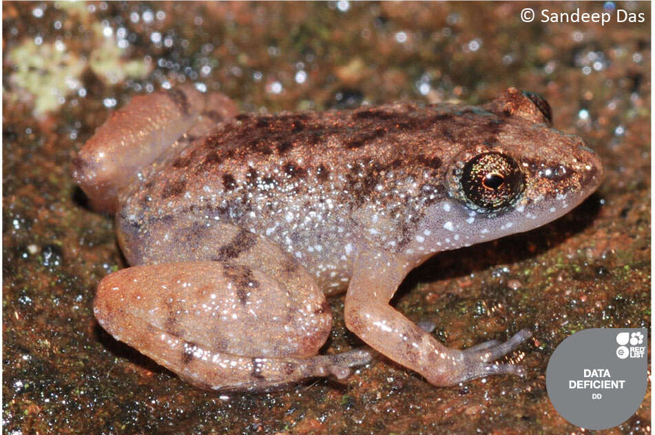 Image of miniature night frog