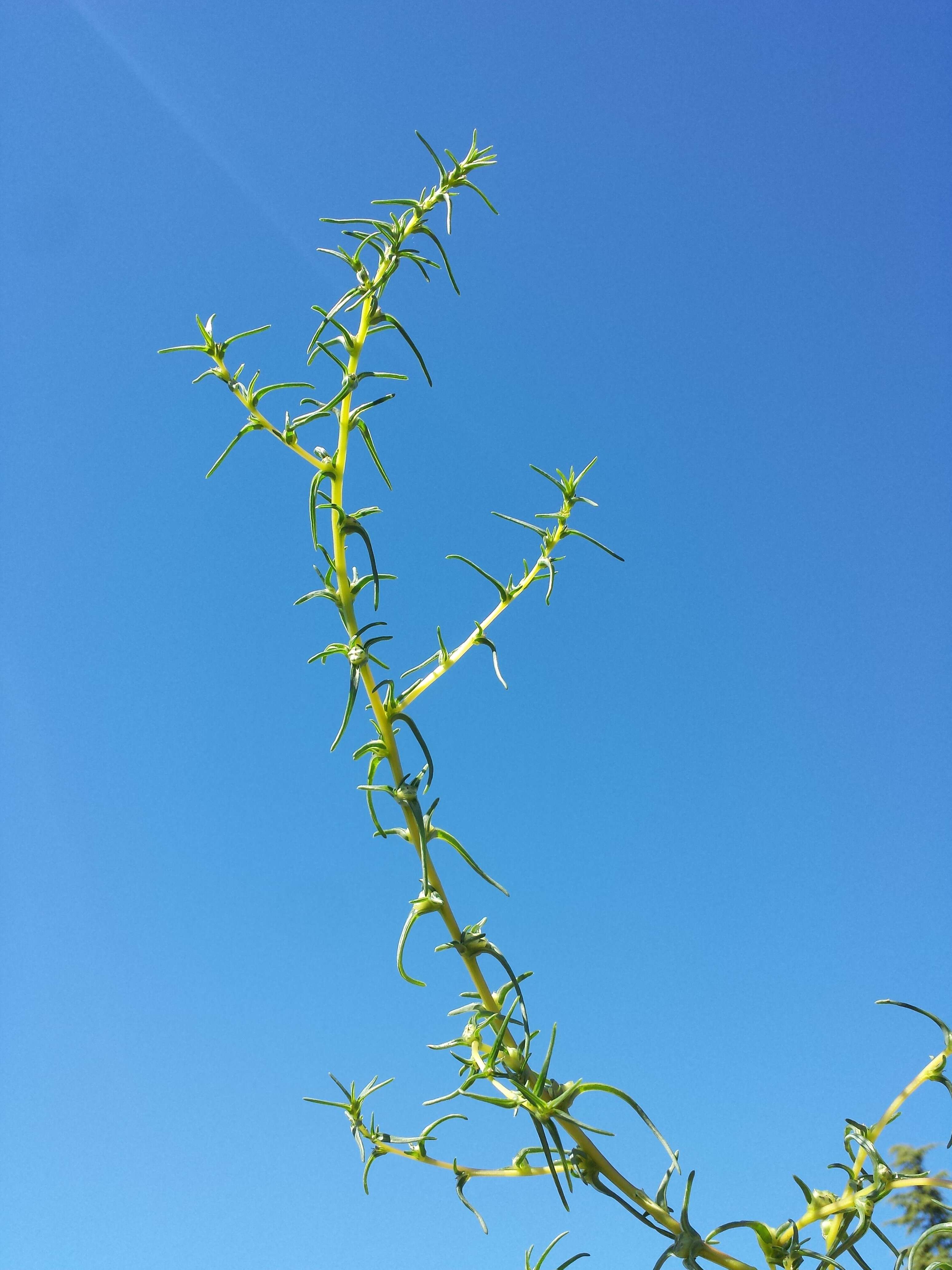 Imagem de Salsola soda L.