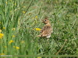 Image of Oriental Skylark