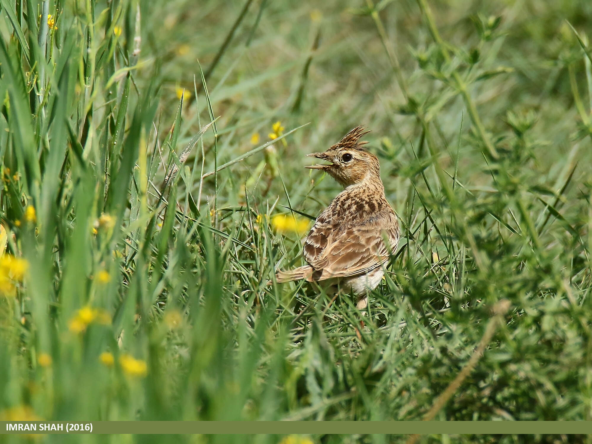 Image of Oriental Skylark