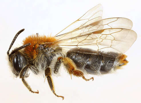 Image of early mining bee