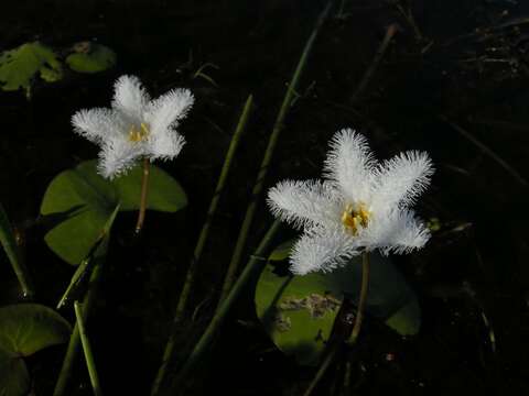 Image of Water-snowflake