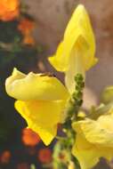 Plancia ëd Antirrhinum majus L.